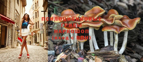 прущие грибы Абинск