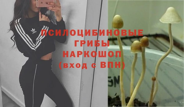 прущие грибы Абинск